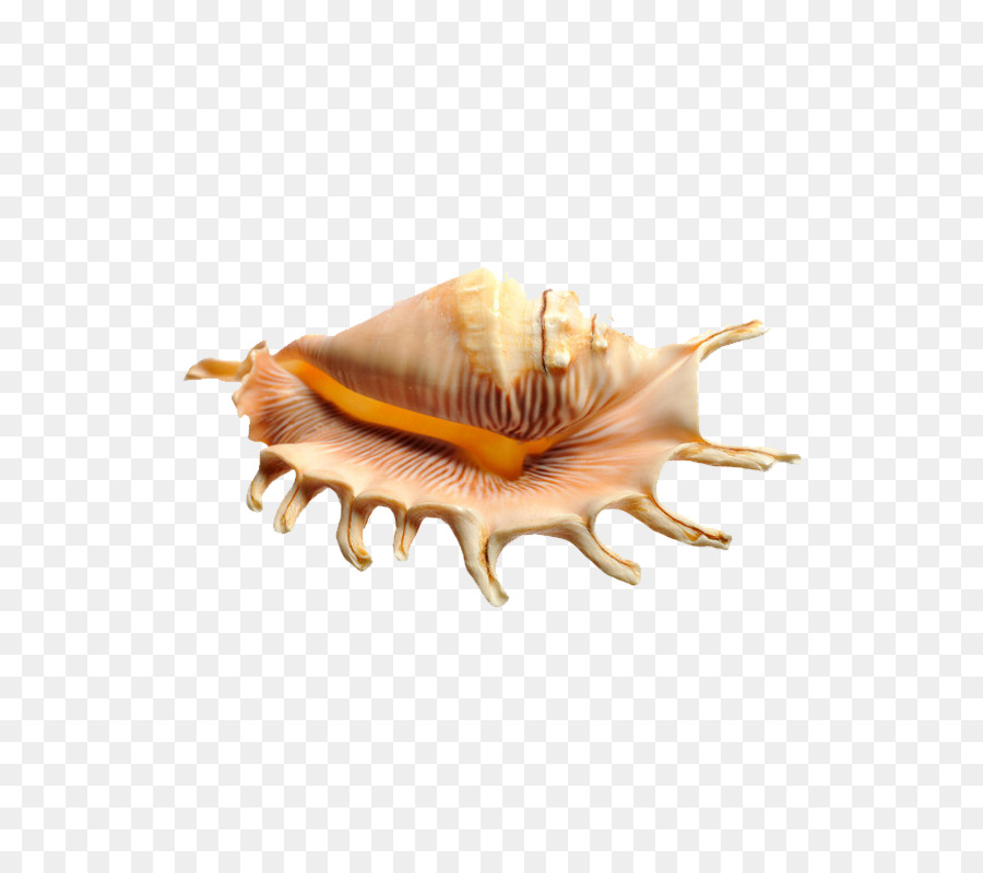 Seashell，Fotografia PNG