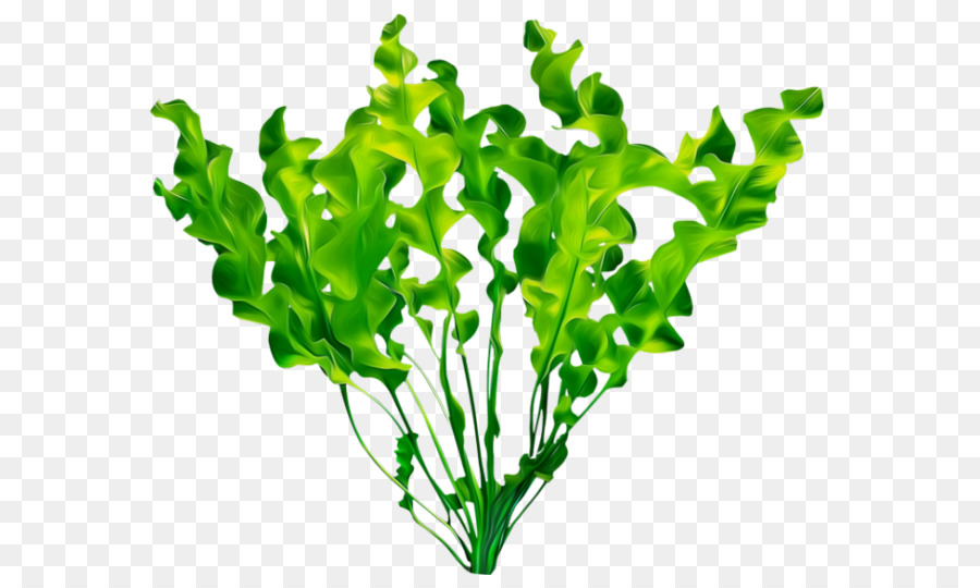 Planta Verde，Folhas PNG