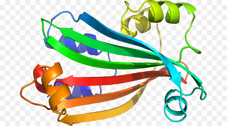 Estrutura Proteica，Biologia PNG