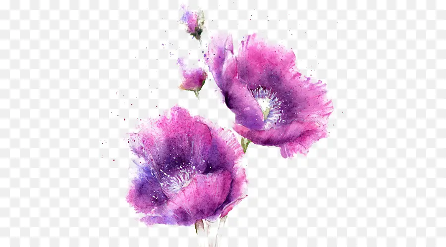 Aquarela Flores，Pintura Em Aquarela PNG