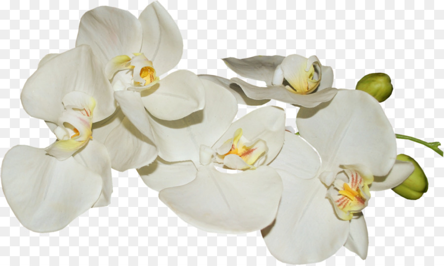 Orquídeas Brancas，Orquídea PNG