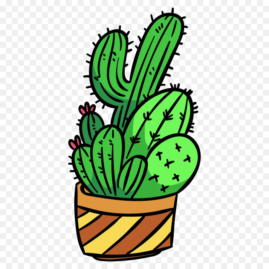 Cactus，Verde PNG