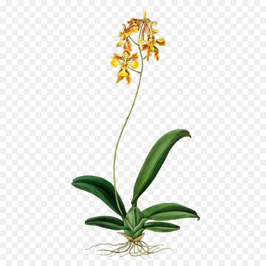 Oncidium Ciliatum，Registro Botânico PNG