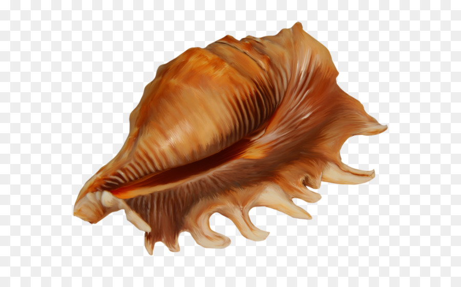 Desenho，Seashell PNG