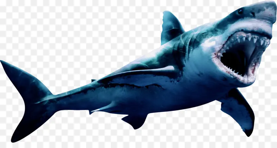 Tubarão，Megalodon PNG