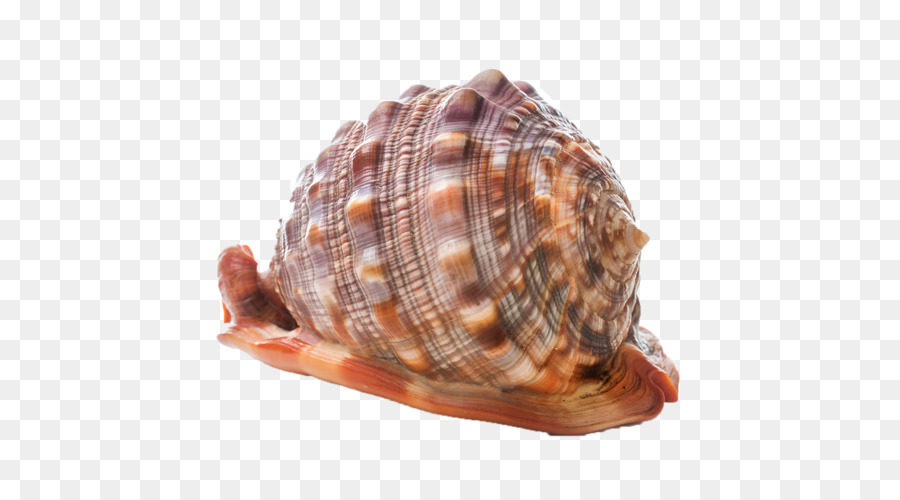 Seashell，Fotografia De Stock PNG