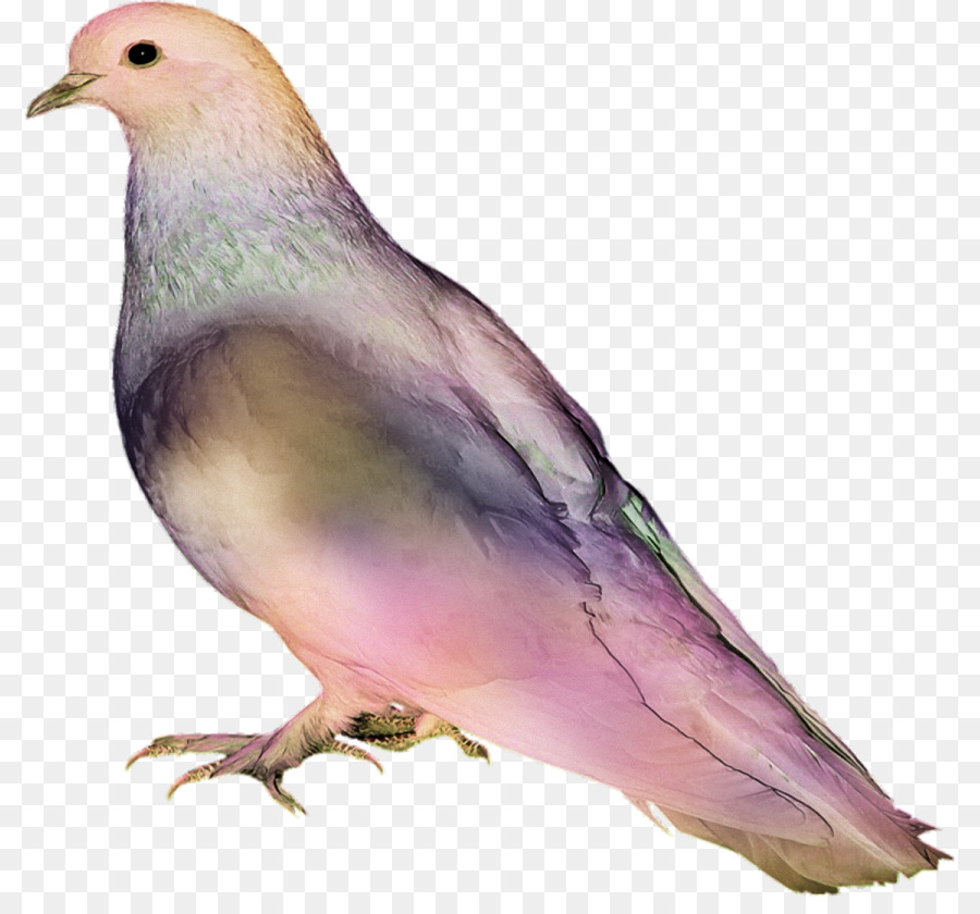 Pombo，Colorido PNG