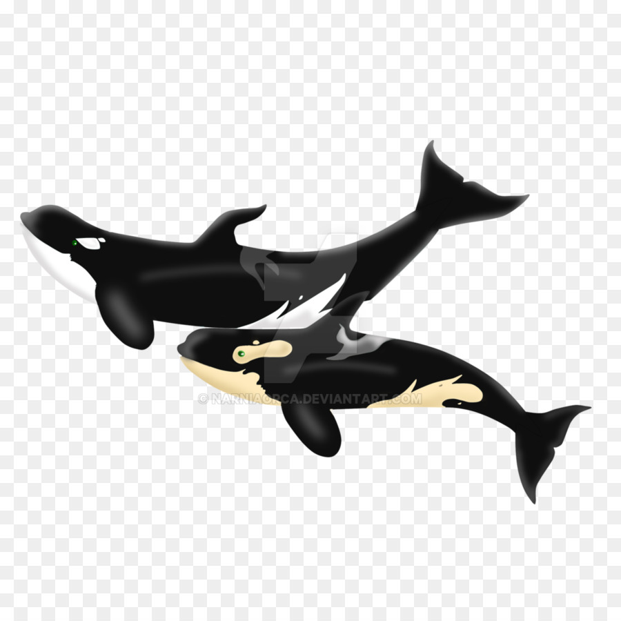 Dolphin，Mamífero PNG