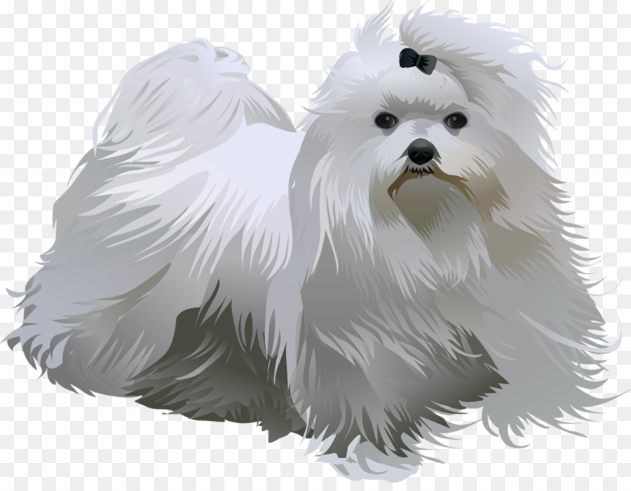 Cão Maltês，Havanese Cão PNG