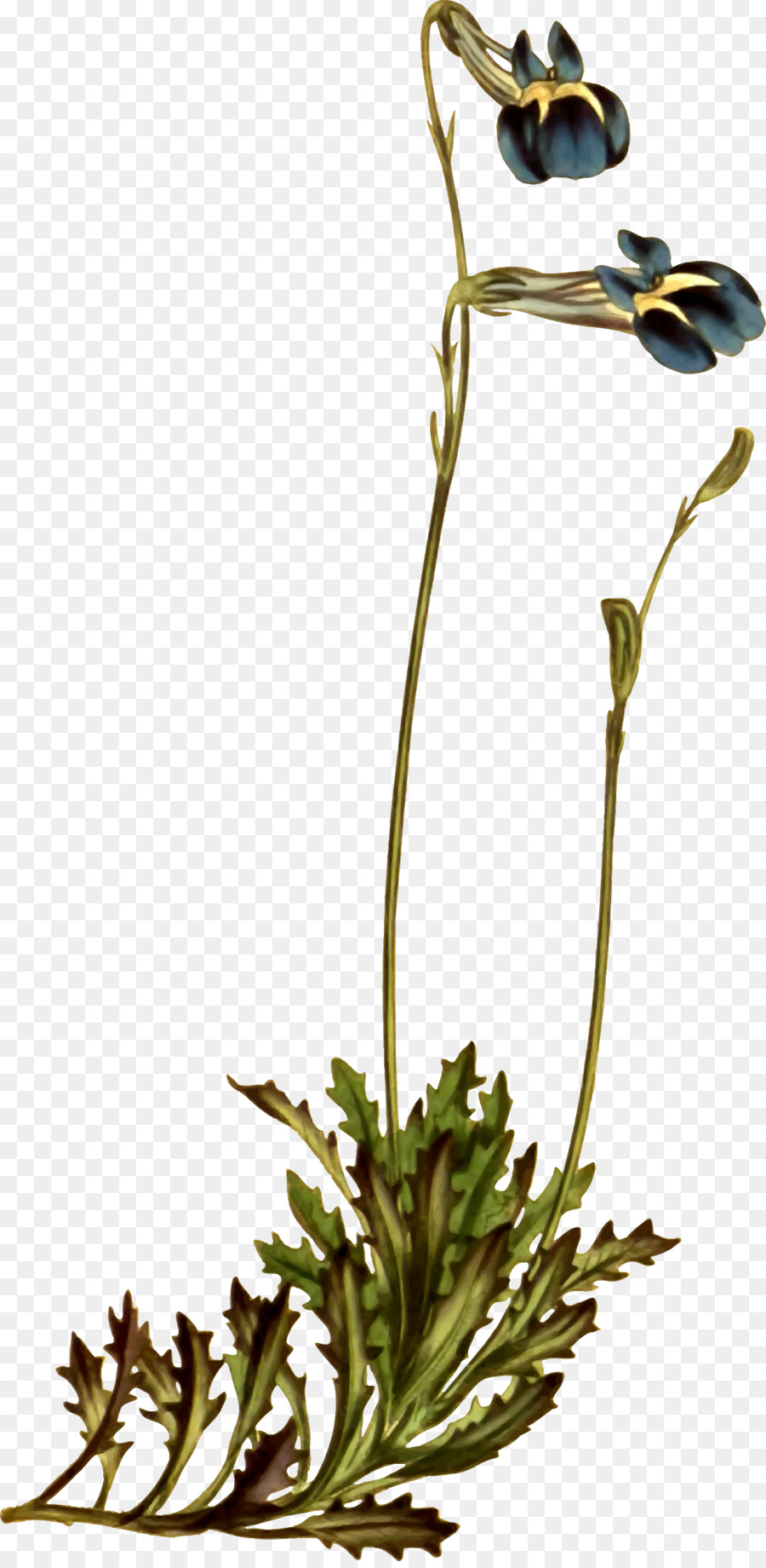 Ilustração De Planta，Flor PNG