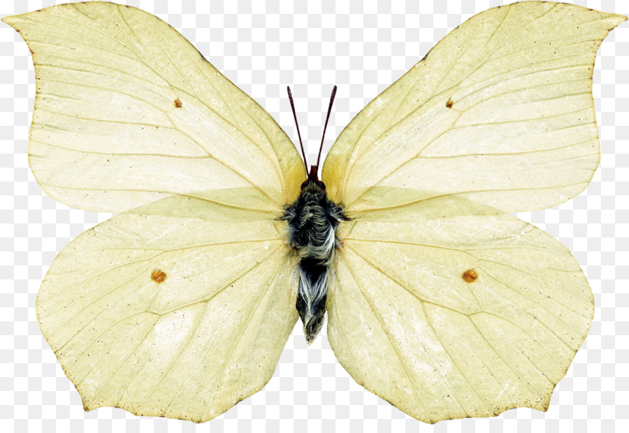 Borboleta，Brushfooted Borboletas PNG