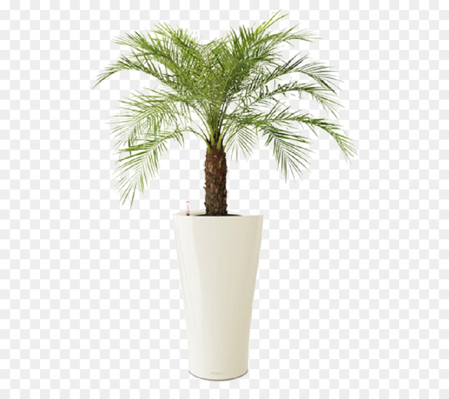 Plantar，Pote PNG