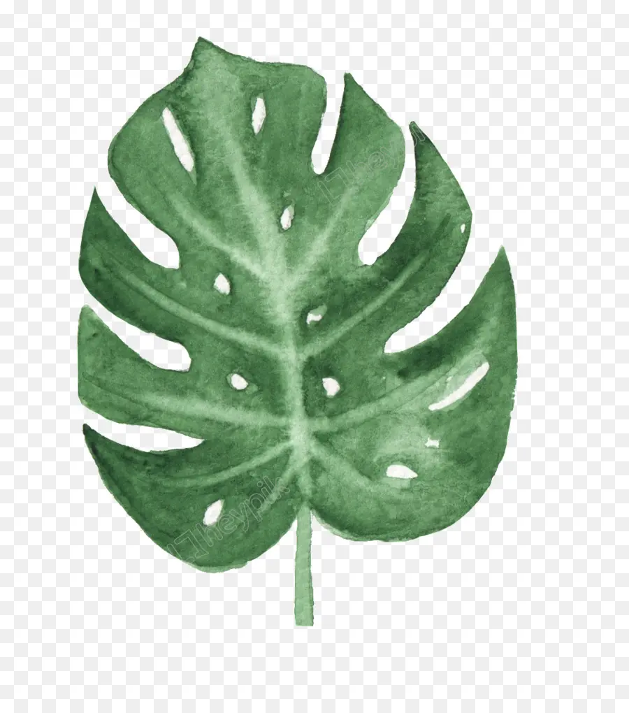 Folha Verde，Plantar PNG