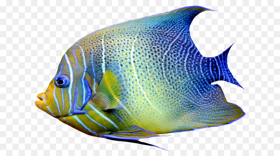 Peixinho，Rayfinned Peixes PNG