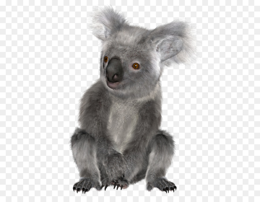 Koala，Urso PNG