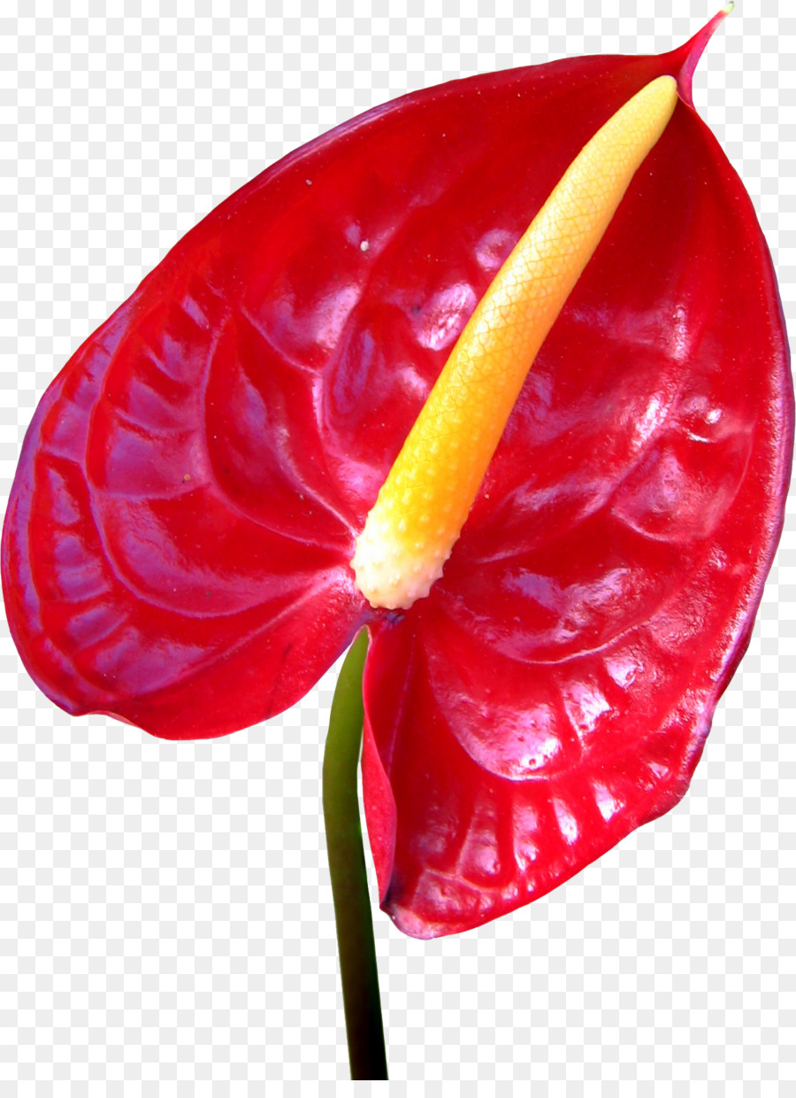 Flor Vermelha，Florescer PNG