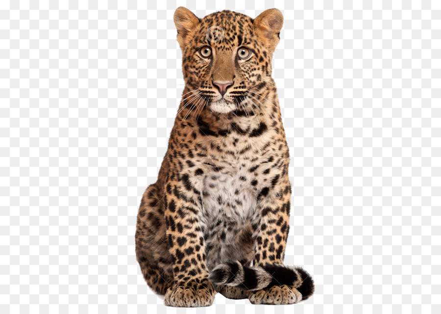 Leopardo，Gato Grande PNG