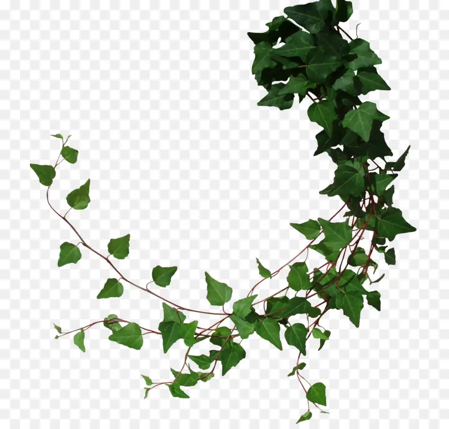 Comum Ivy，Videira PNG