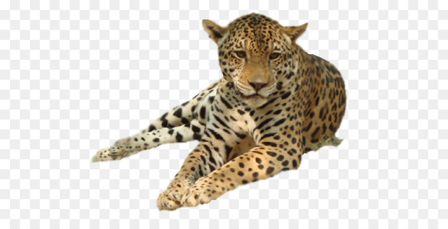 Leopard，Encapsulated Postscript PNG