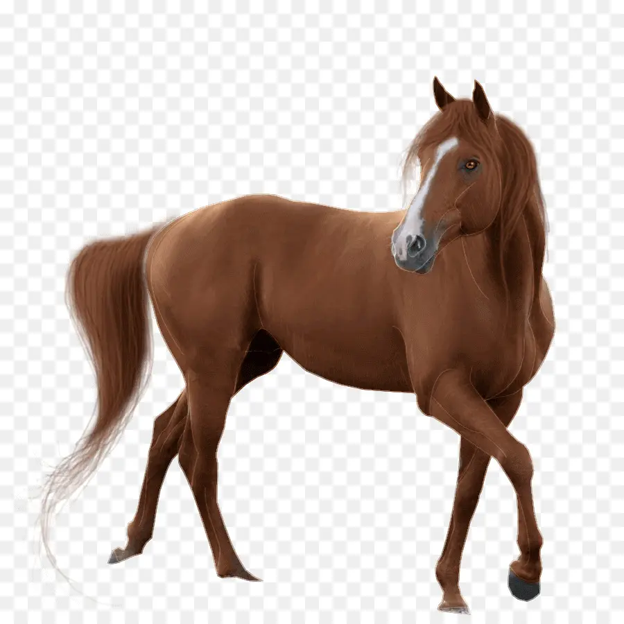 Cavalo，Grande PNG