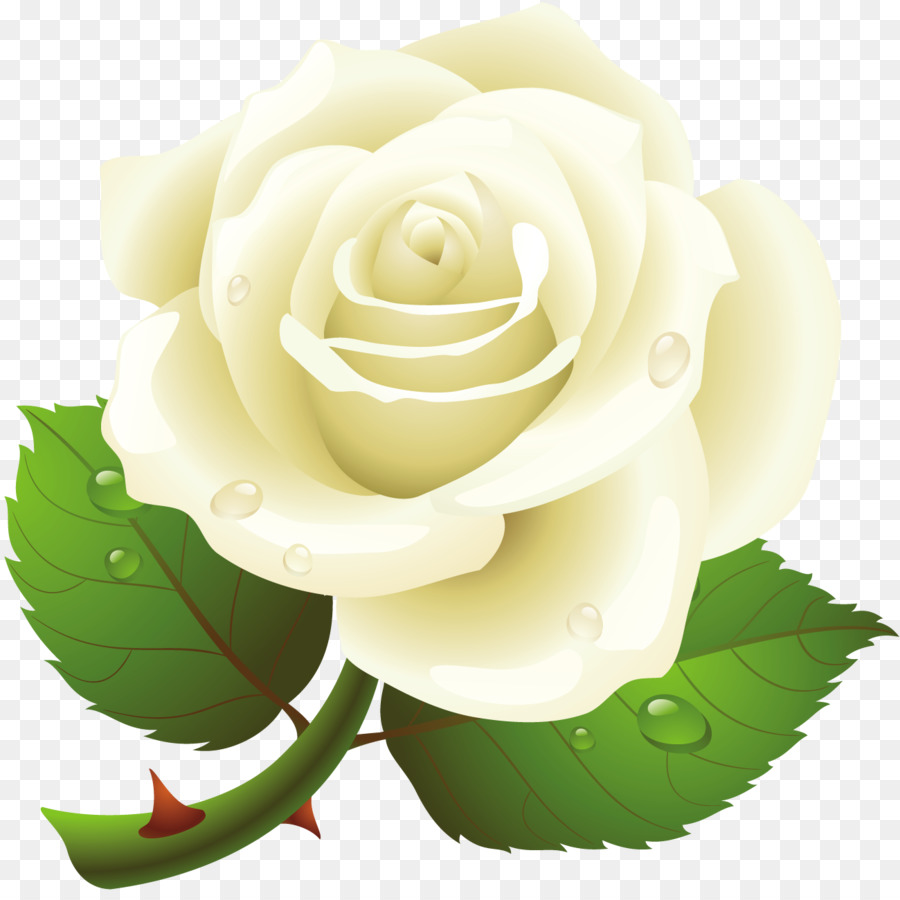 Rosas Brancas，Folhas PNG