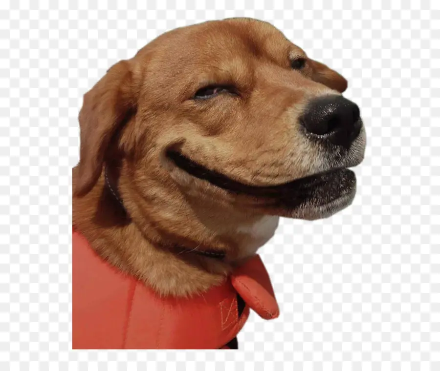 Cachorro，Filhote De Cachorro PNG