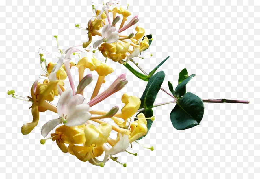 Flores Amarelas，Florescer PNG