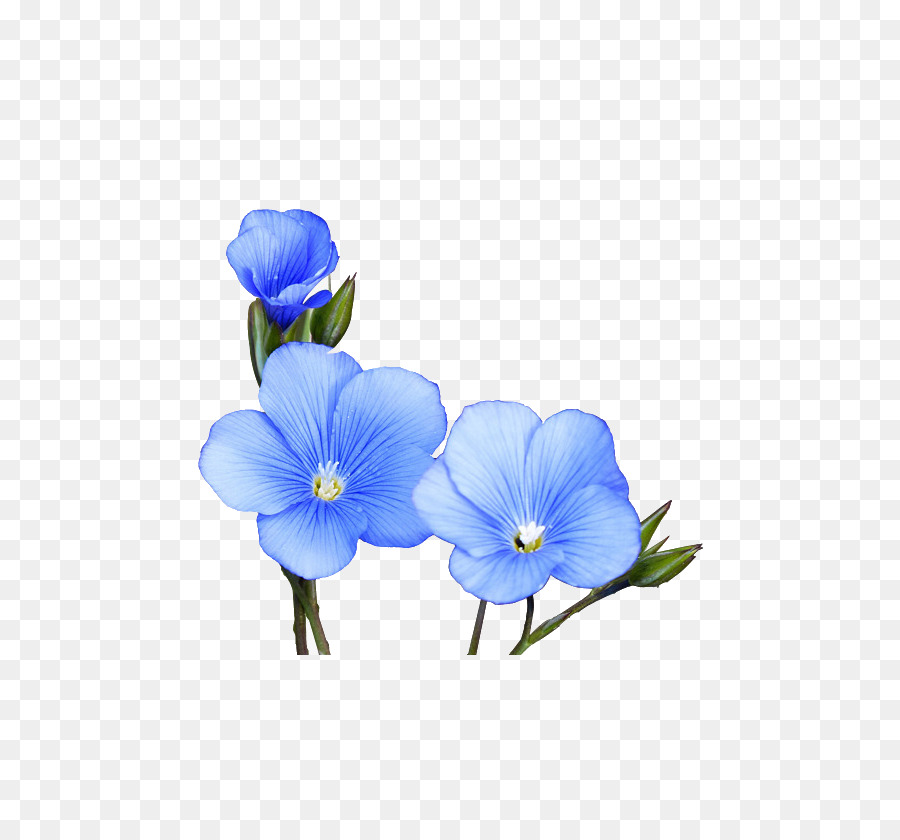 Aquarela Flores，Pintura Em Aquarela PNG