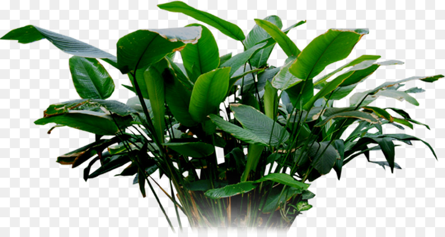 Planta Verde，Folhas PNG