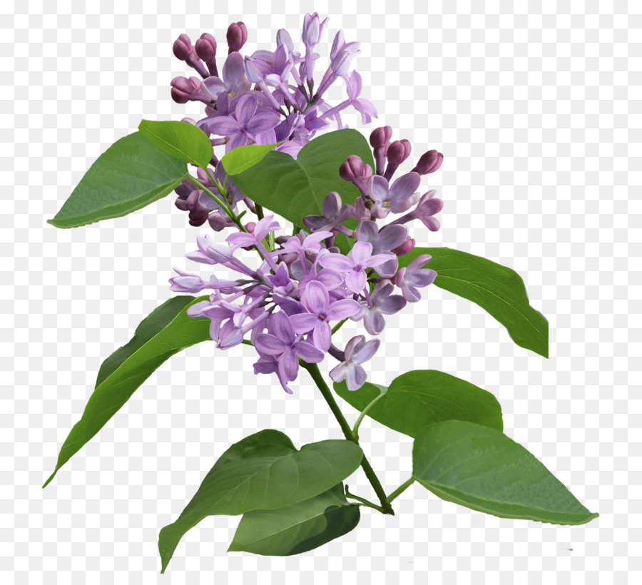 Lilás Roxo，Lilás PNG