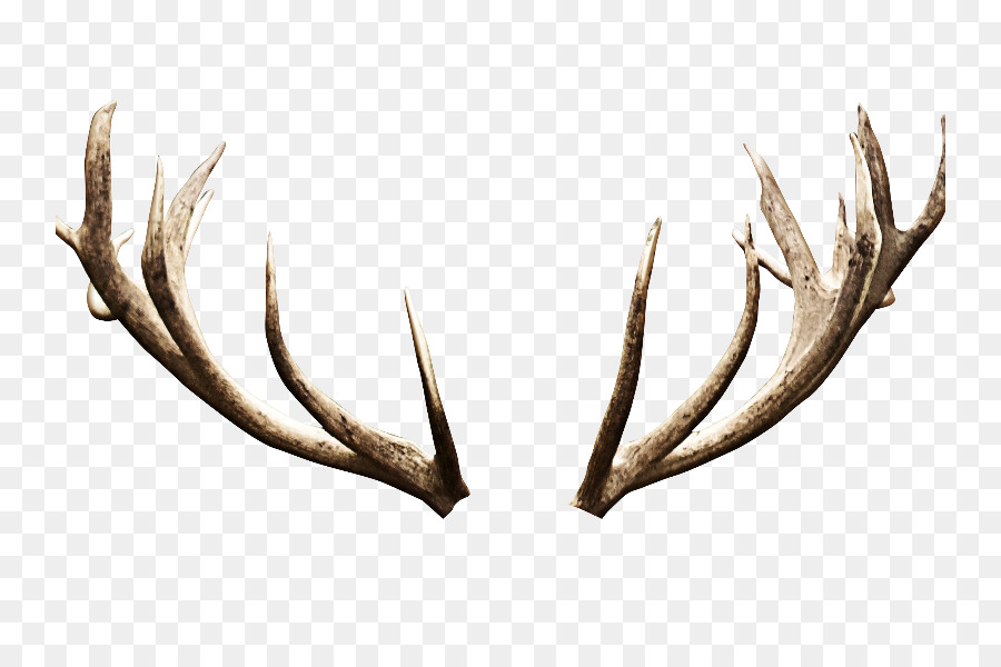 Deer，Antler PNG