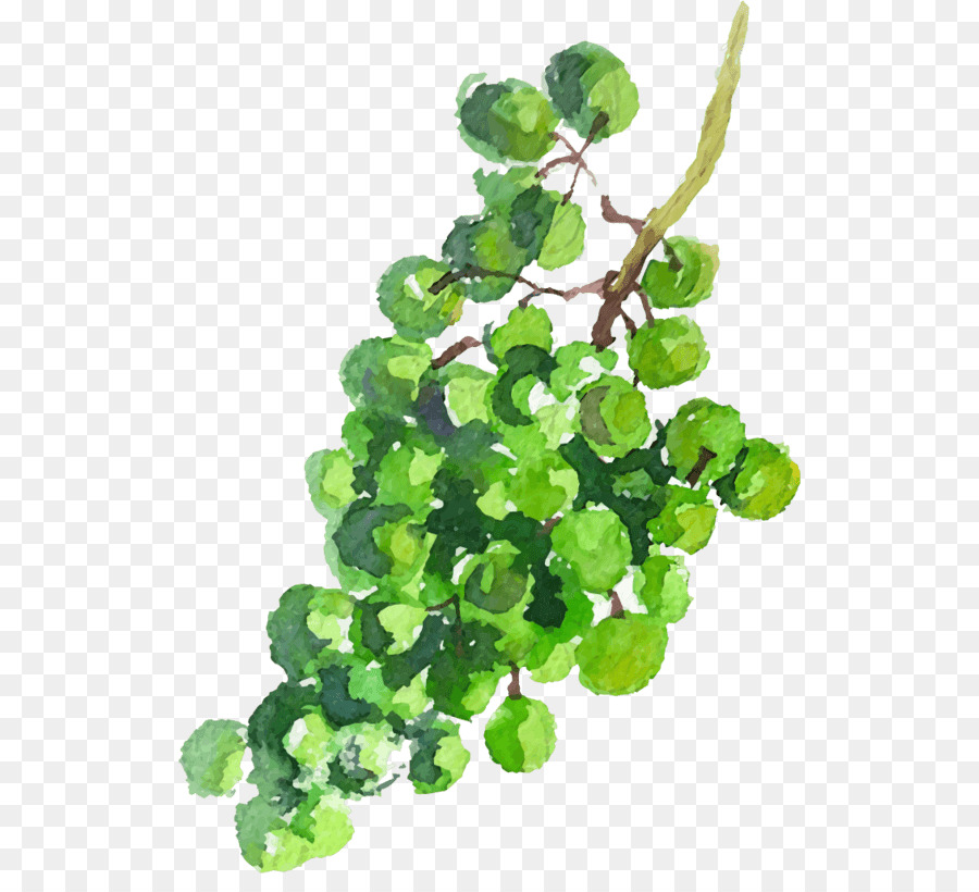 Uvas Verdes，Videira PNG