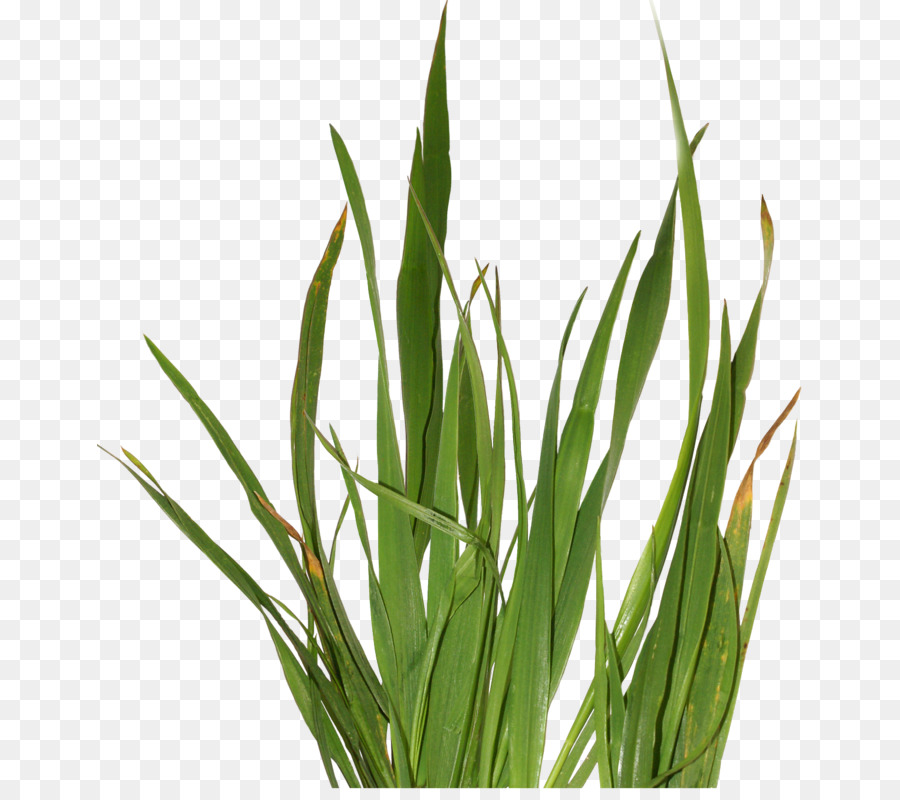 Planta Herbácea，Sweet Grass PNG