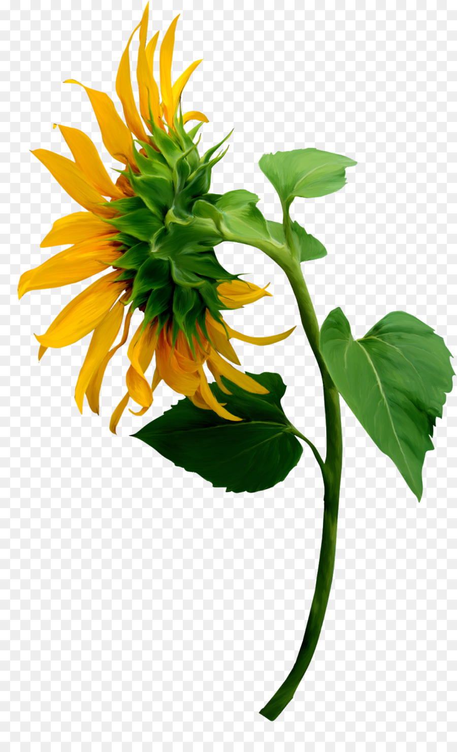 Girassol，Flor PNG