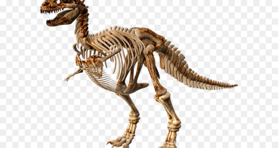 Dinossauro，Esqueleto PNG