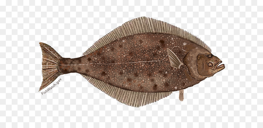 Alabote Do Pacífico，Halibut PNG