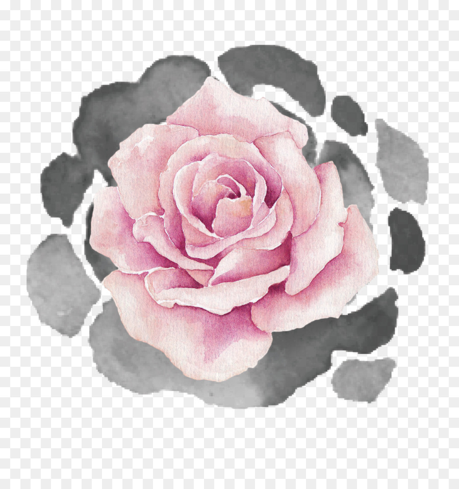 Rosa，Florescer PNG