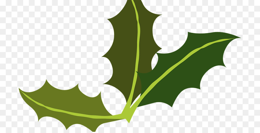 Comum Holly，Yaupon Holly PNG