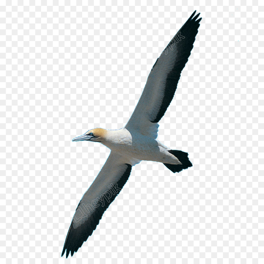 Pombo Correio，Aves PNG