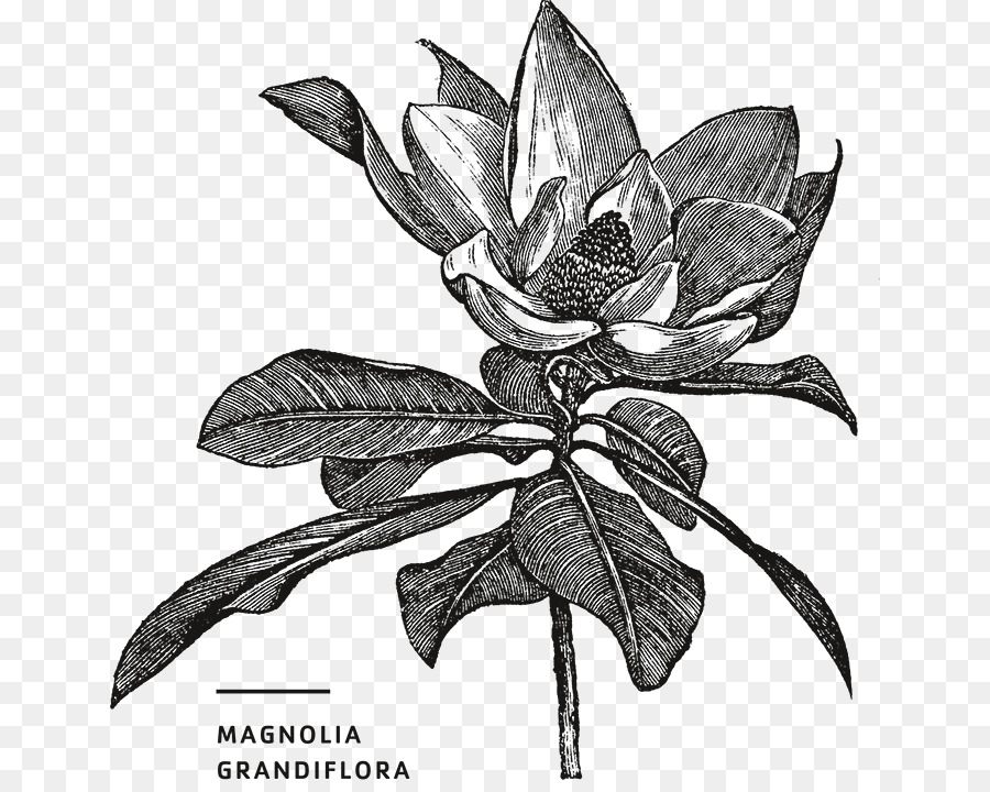 Sul Magnolia，Fotografia De Stock PNG