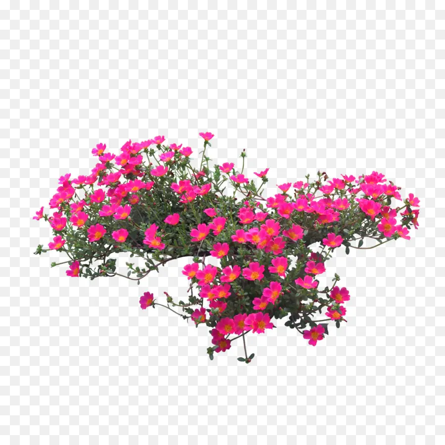 Flor，Plantas PNG