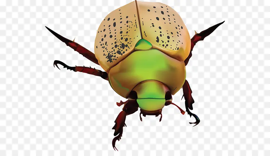 Scarabs，Dung Beetle PNG