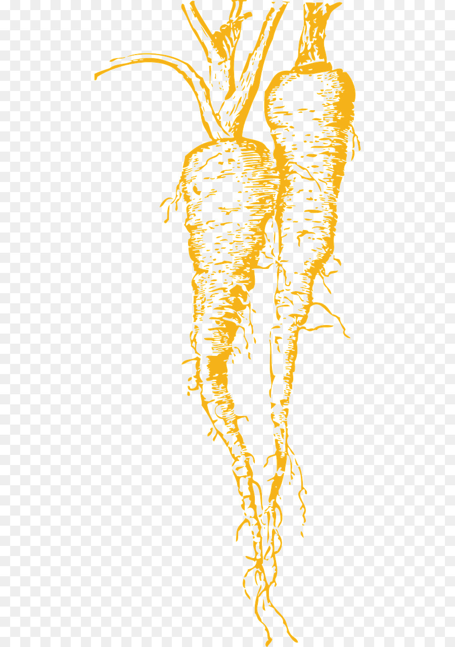 Vegetal，Parsnip PNG