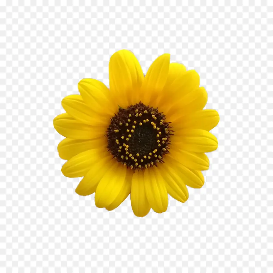 Girassol，Amarelo PNG