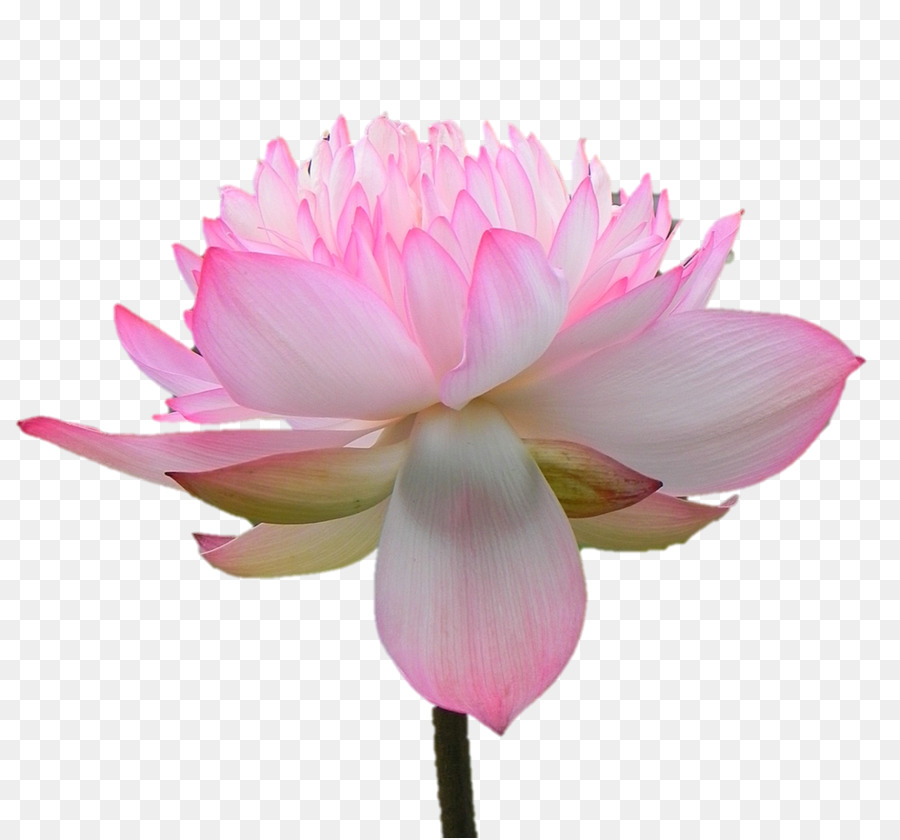 Flor De Lótus，Florescer PNG