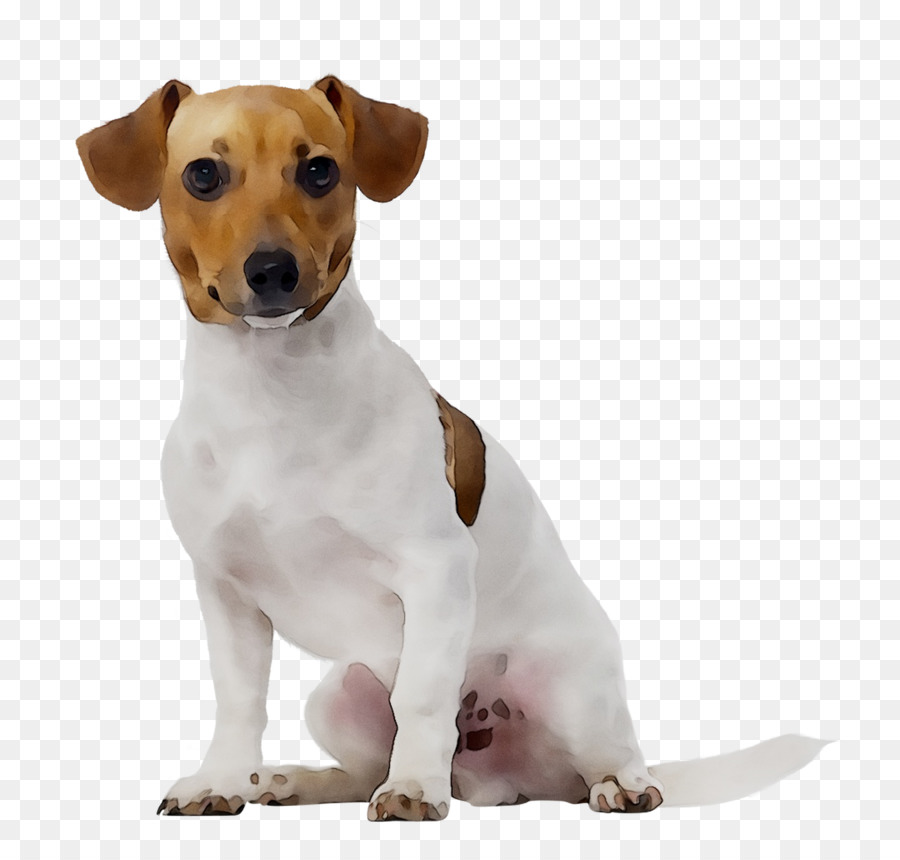 Jack Russell Terrier，Animal De Estimação PNG