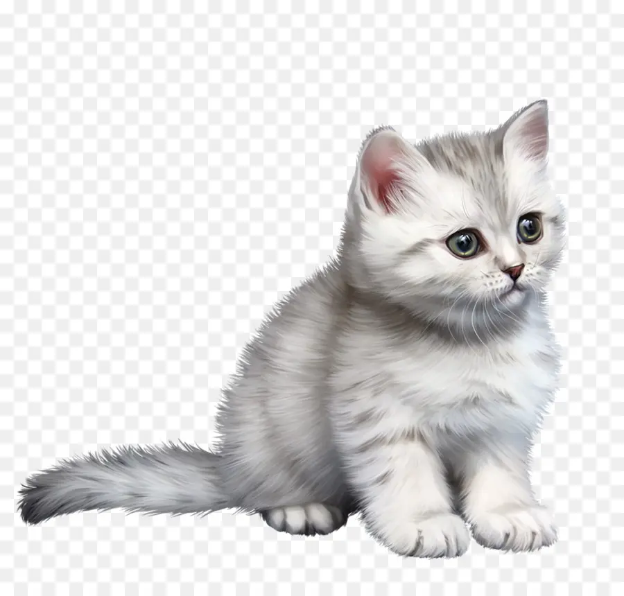 Malaia Gato，British Shorthair PNG