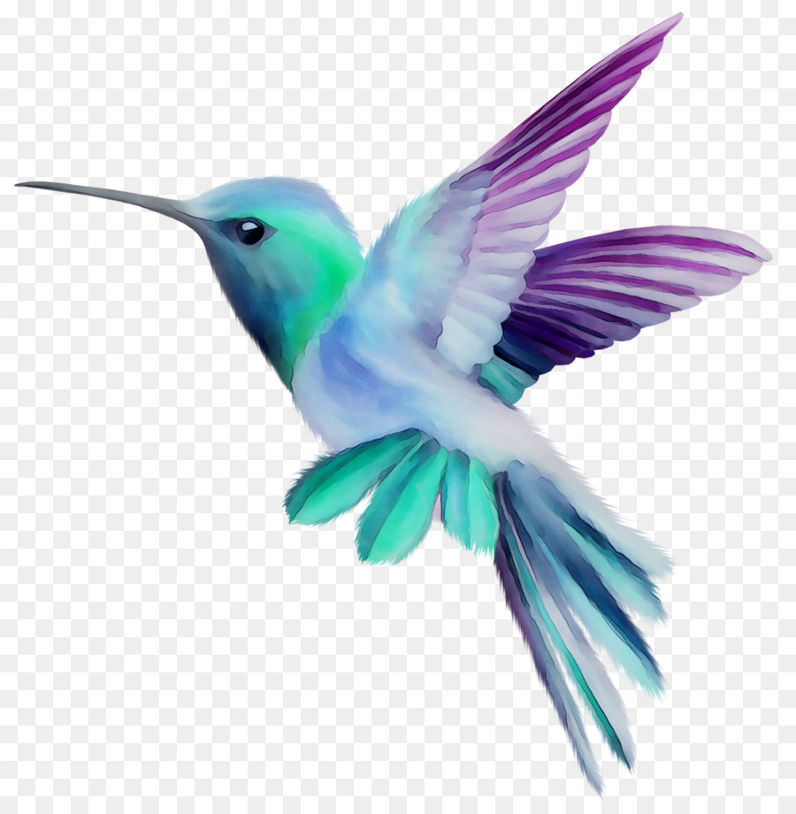 Colibri，Pássaro PNG