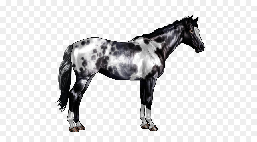 Cavalo Preto E Branco，Cavalo PNG