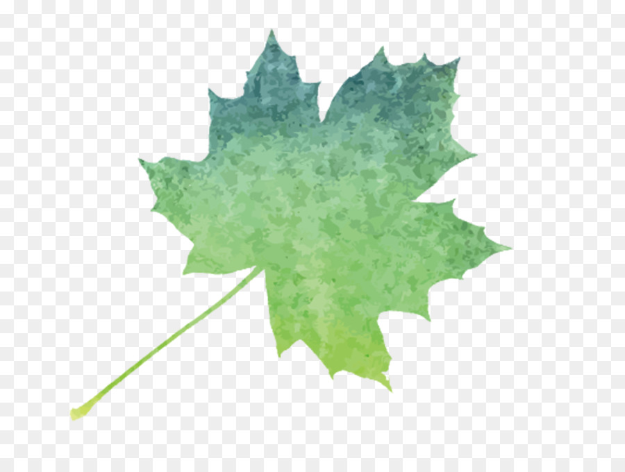 Maple Leaf，Folha PNG